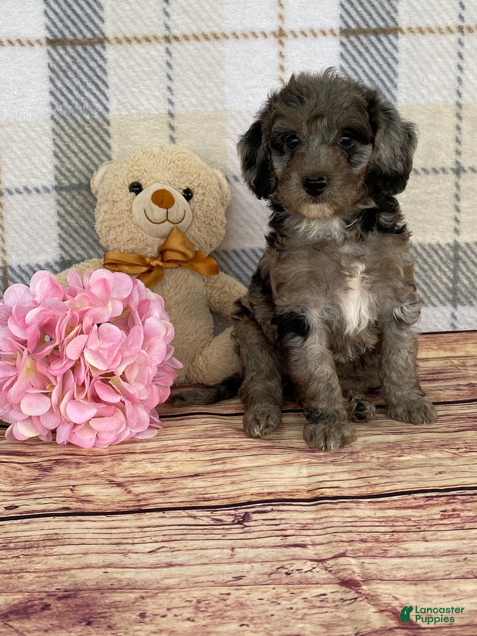 Miniature Labradoodle dogs Tammy - Ad 2