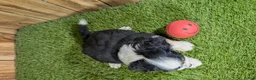 Mini Aussiedoodle dogs for sale: Sunset Girl 3 - Ad 3
