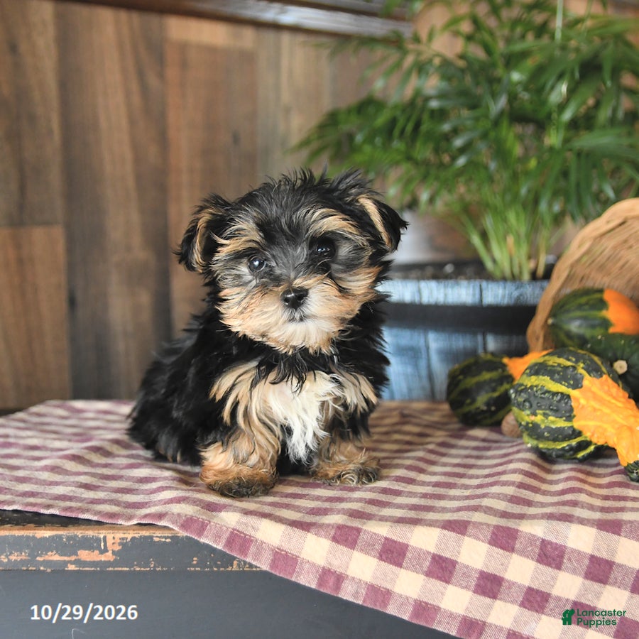 Yorkshire Terrier dogs for sale: Dakota - Ad 2