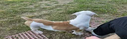 American Bulldog dogs for sale: American Bulldog Puppy 11 - Ad 9