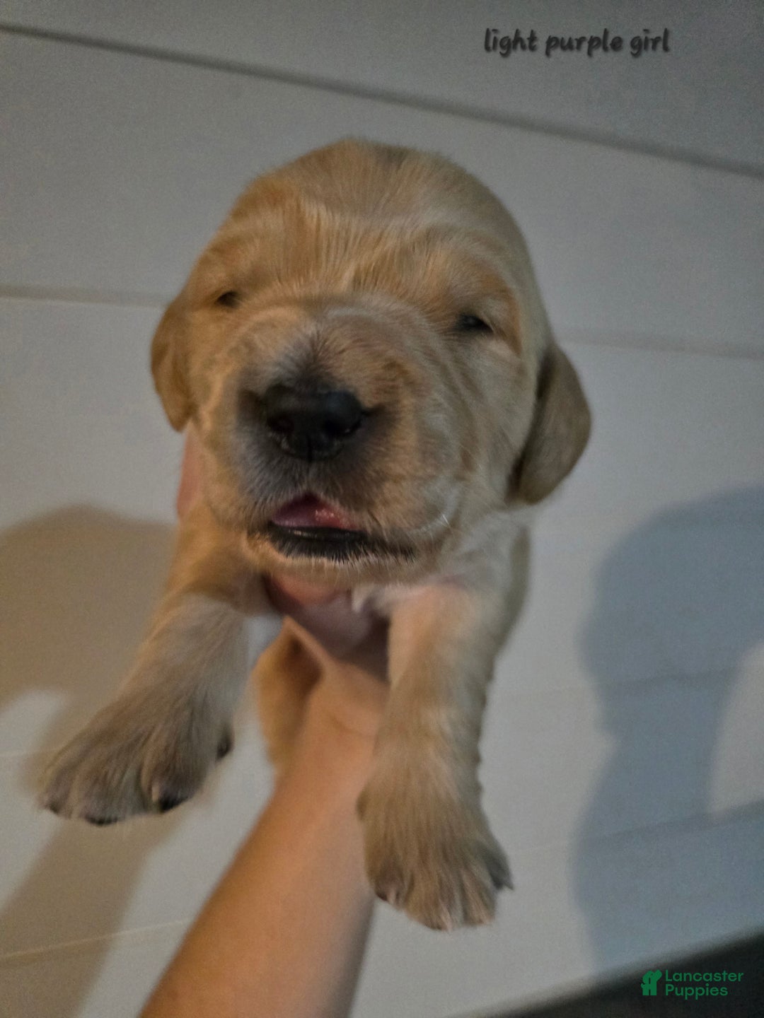 Golden Retriever dogs for sale: Golden Retriever Puppy 1 - Ad 6