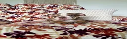 English Bulldog dogs for sale: English Bulldog 3 - Ad 12