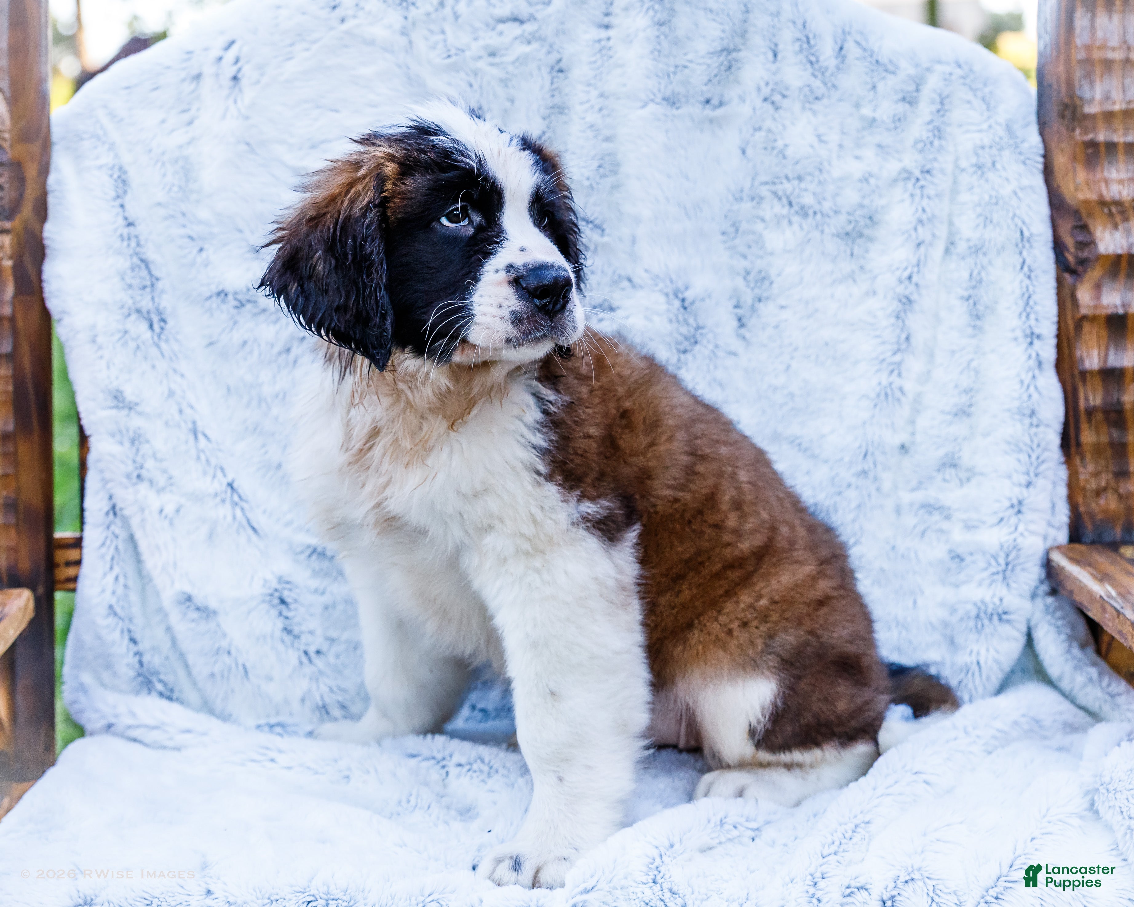 Saint Bernard dogs Sweetheart - Ad 1