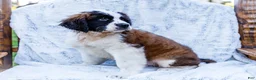 Saint Bernard dogs for sale: Sweetheart - Ad 6