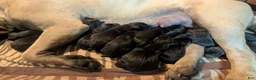Mixed Breed dogs for sale: Black Bullmasador pup - Ad 3