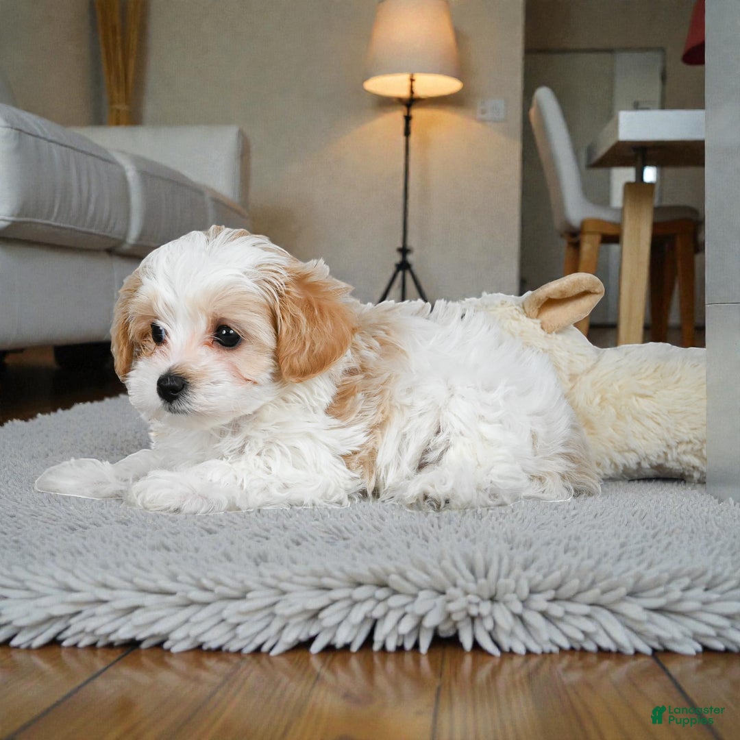 Maltipoo dogs for sale: milo - Ad 5