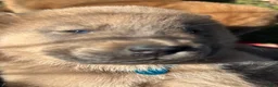 Mixed Breed dogs for sale: Bluey - Ad 3