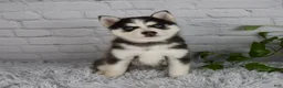 Pomsky dogs for sale: Traci - Ad 5