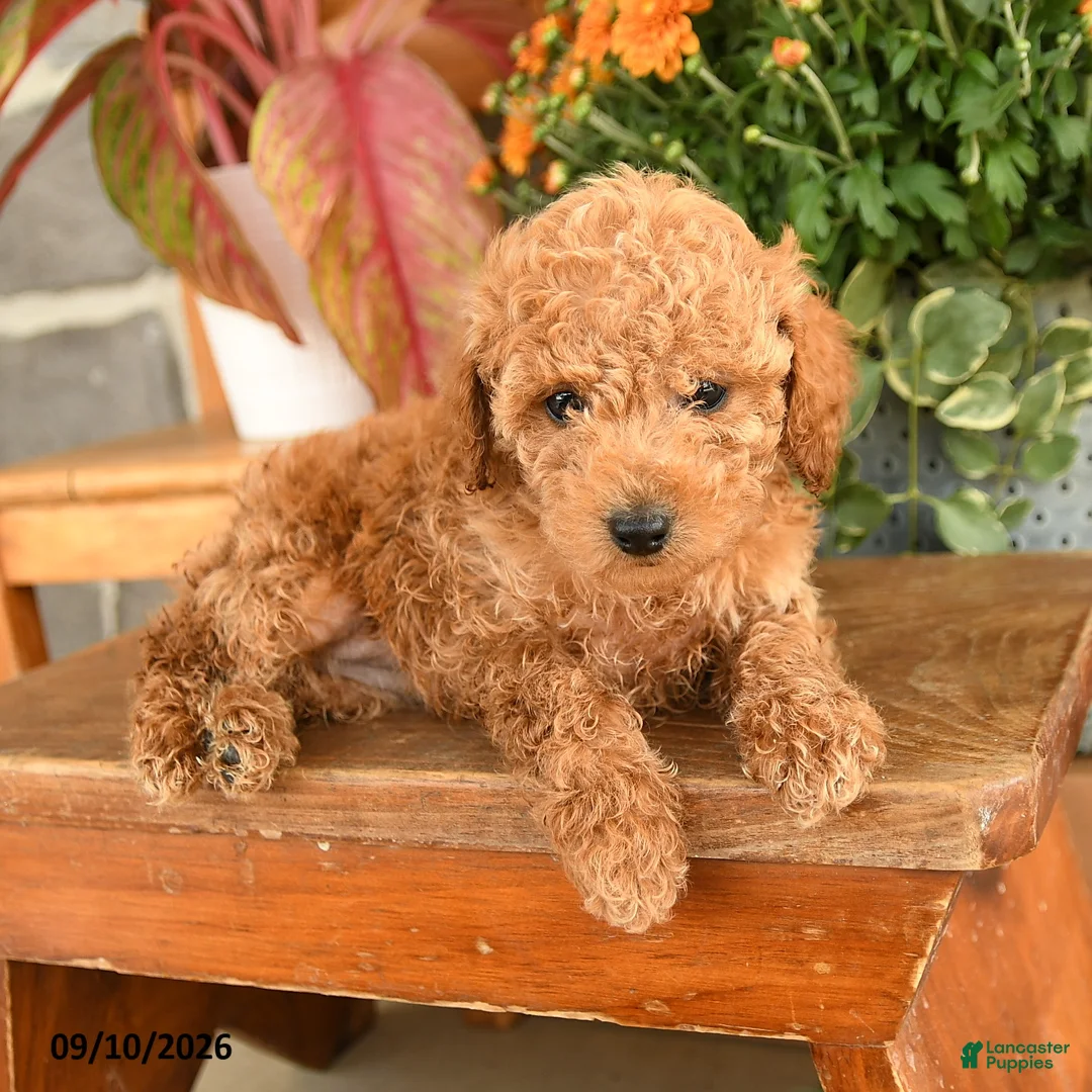 Miniature Poodle dogs for sale: Carol  - Ad 2