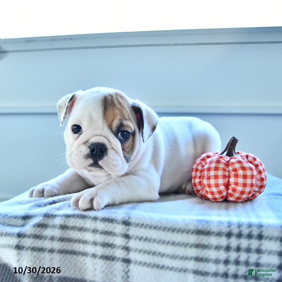 English Bulldog dogs for sale: Jordan  - Ad 2