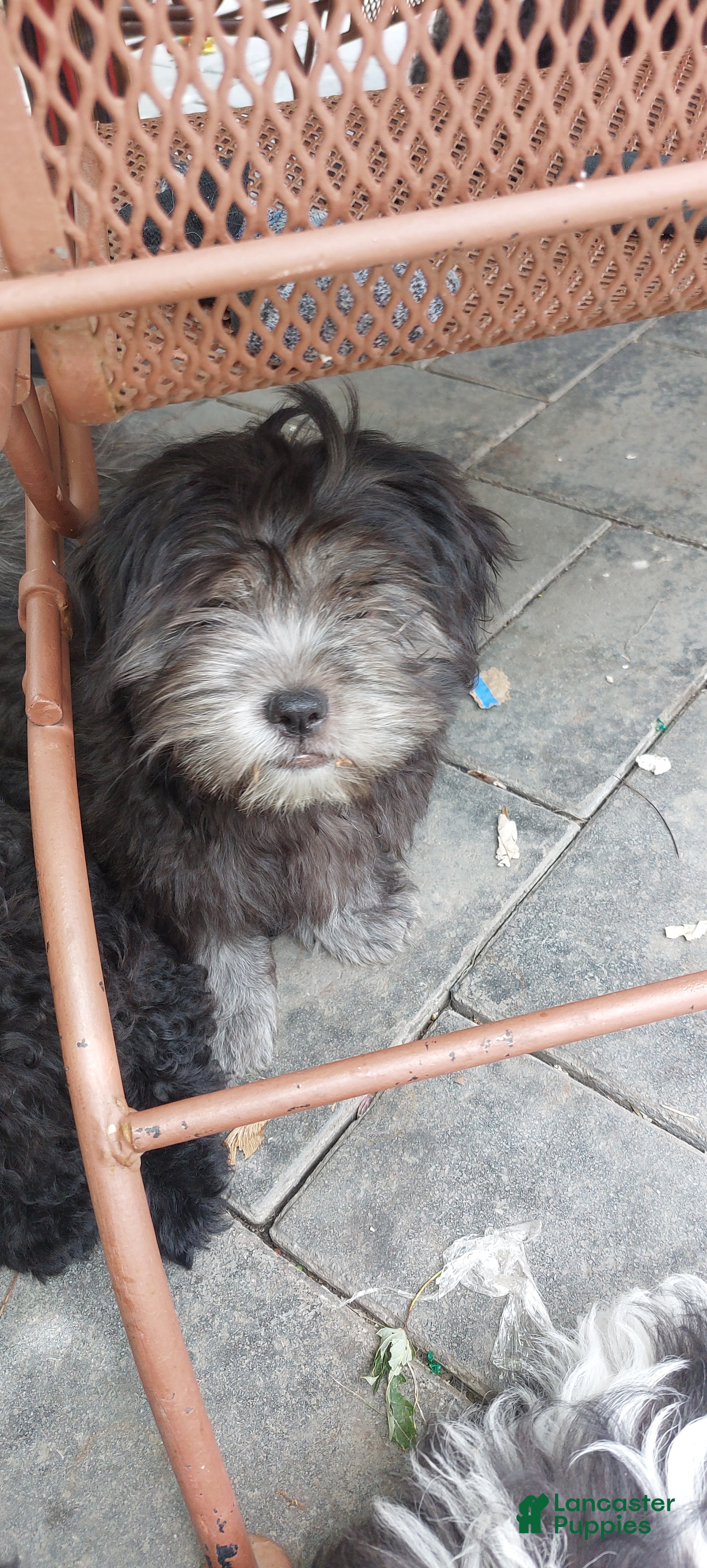 Shih Tzu dogs Shih Tzu 1 - Ad 1