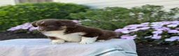 Miniature Australian Shepherd dogs for sale: Arabella - Ad 13