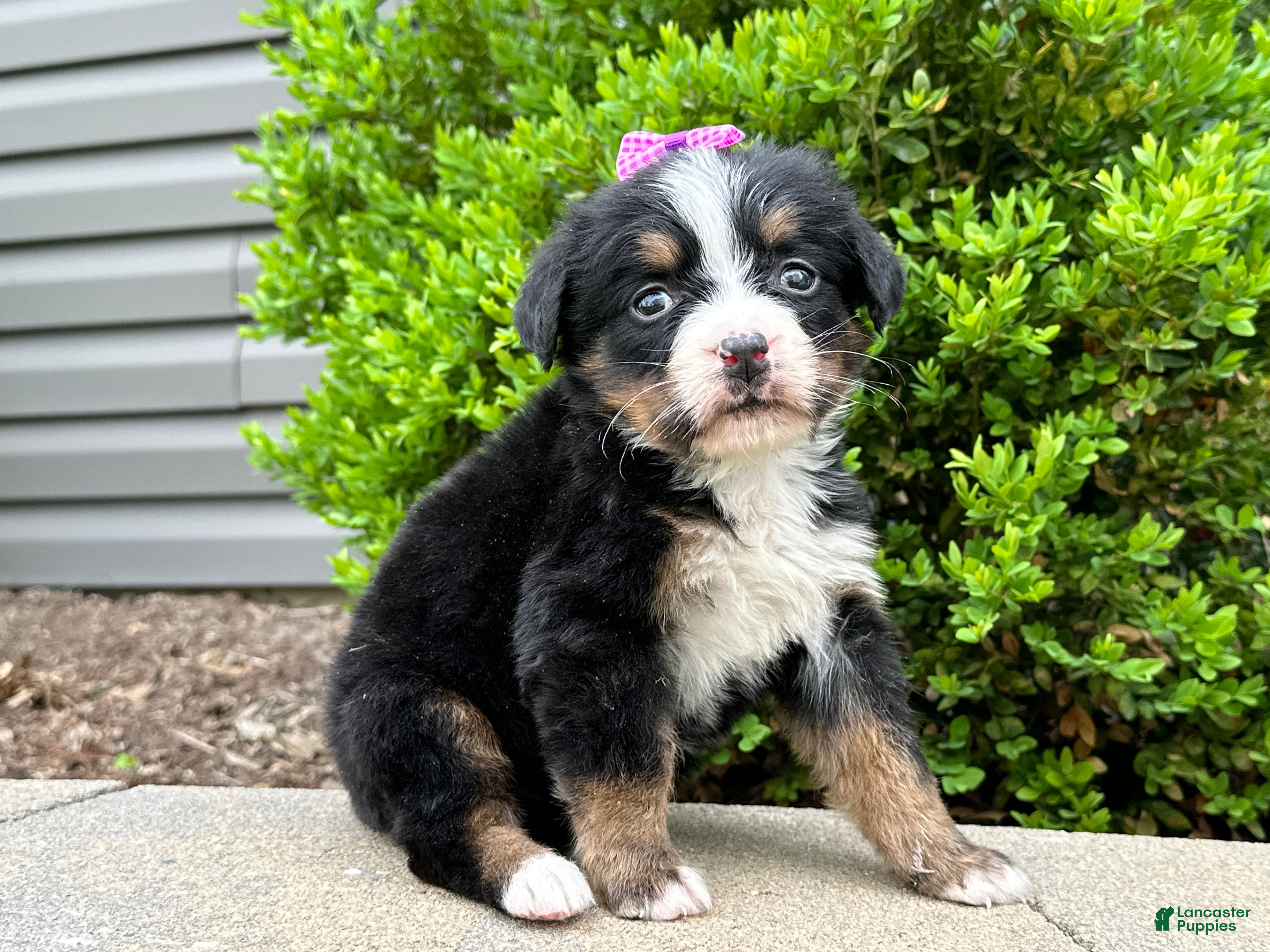 Bernese Mountain Dog dogs Willow - Ad 1