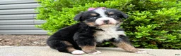 Bernese Mountain Dog dogs for sale: Willow - Ad 1