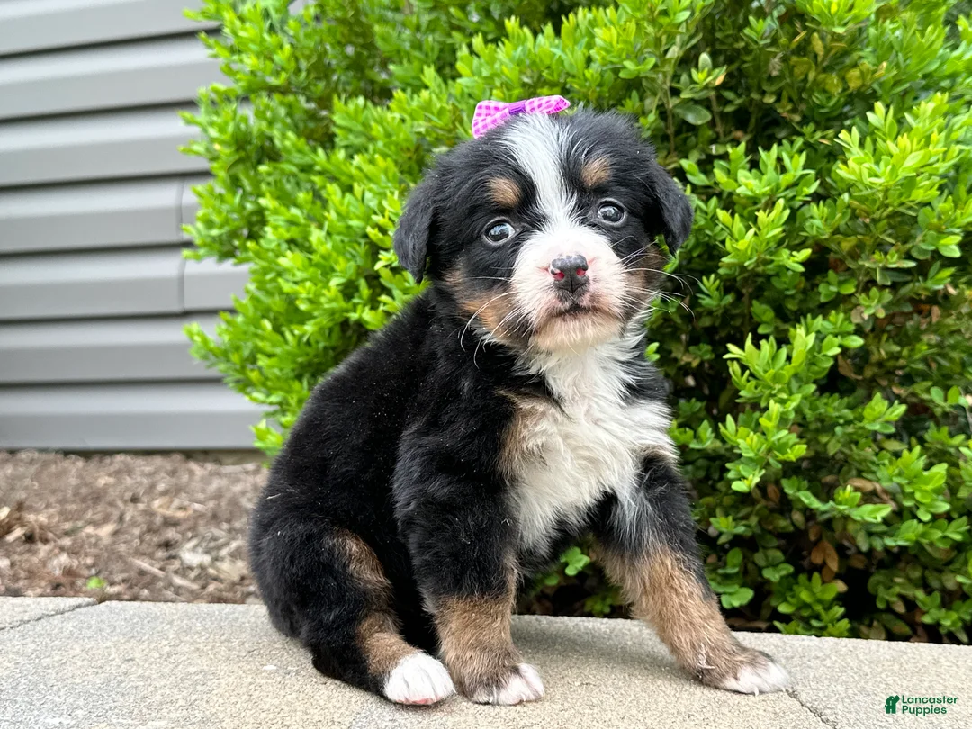 Bernese Mountain Dog dogs for sale: Willow - Ad 1