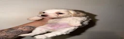 Havapoo dogs for sale: Lily - Ad 1