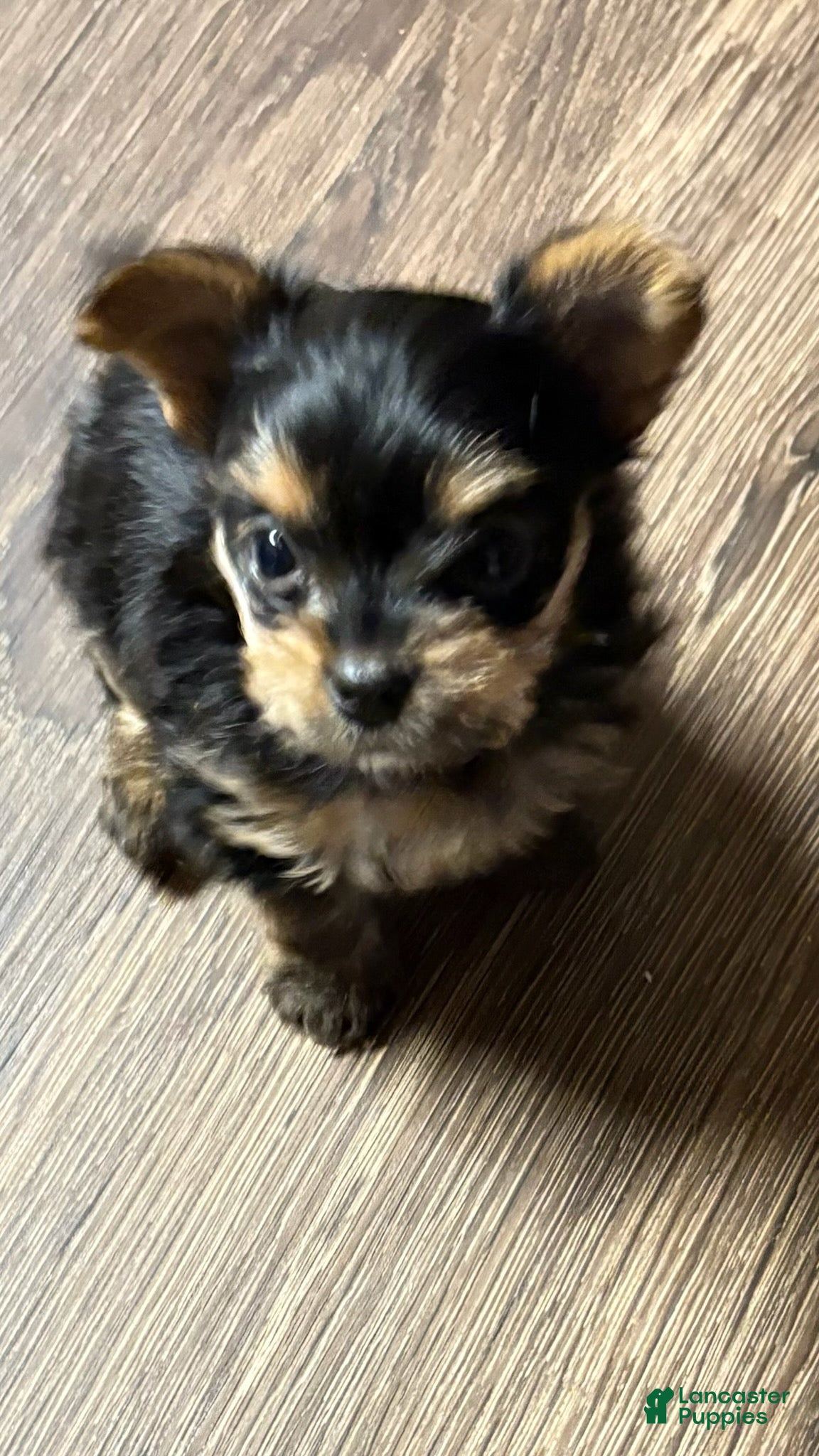 Yorkshire Terrier dogs Yorkshire Terrier Puppy 1 - Ad 2