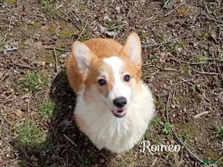 Welsh Corgi Pembroke dogs Welsh Corgi Pembroke Puppy 2 - Ad 1