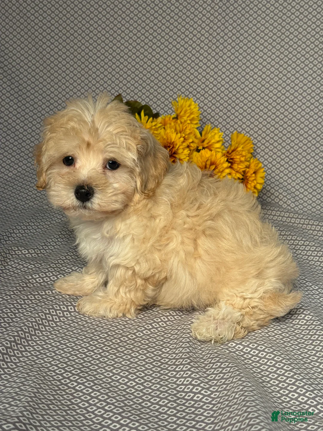 Maltipoo dogs for sale: Asher - Ad 2
