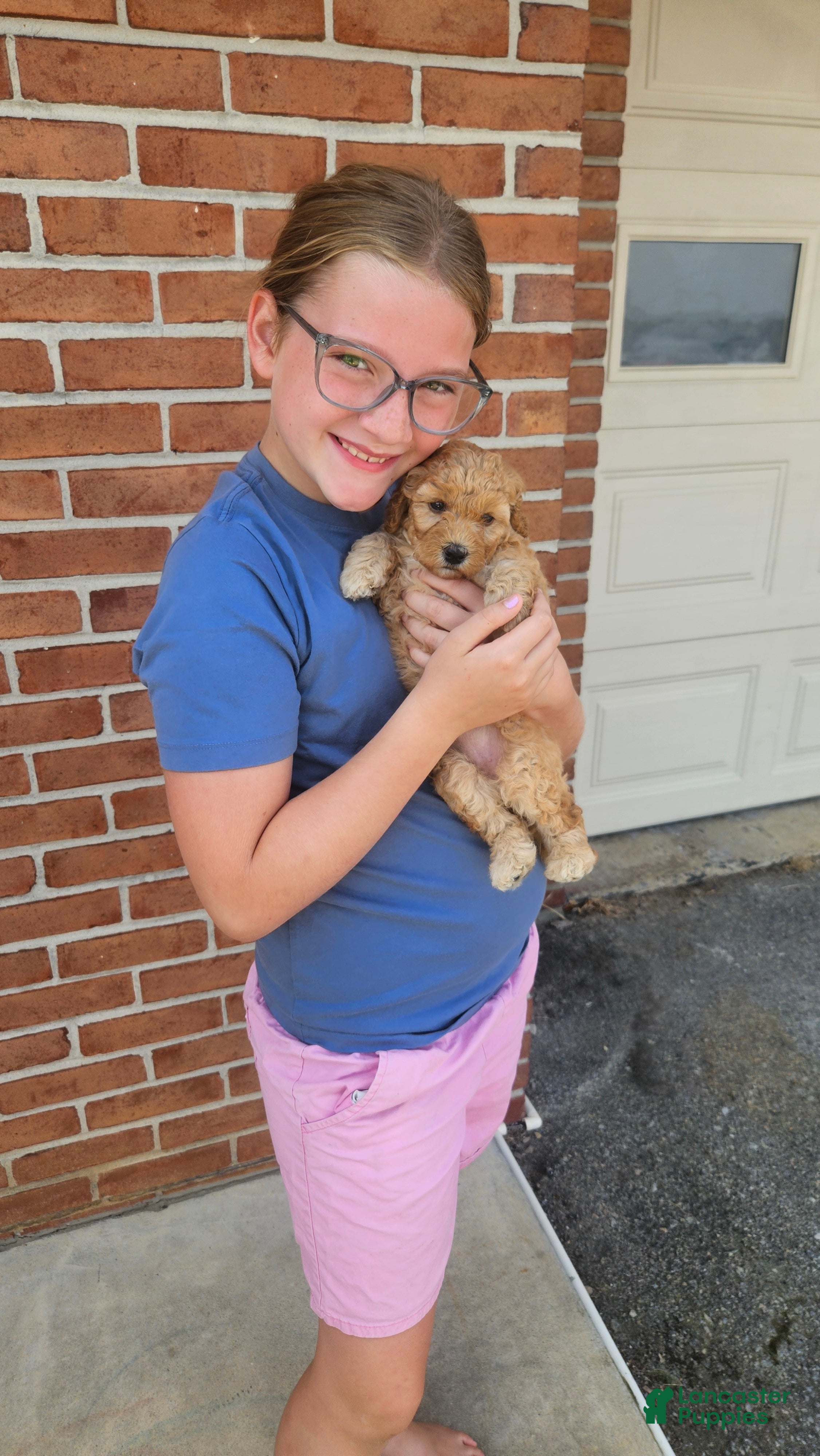 Mini Goldendoodle dogs Sunny - Ad 1