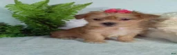 Shorkie dogs for sale: Pumpkin - Ad 4