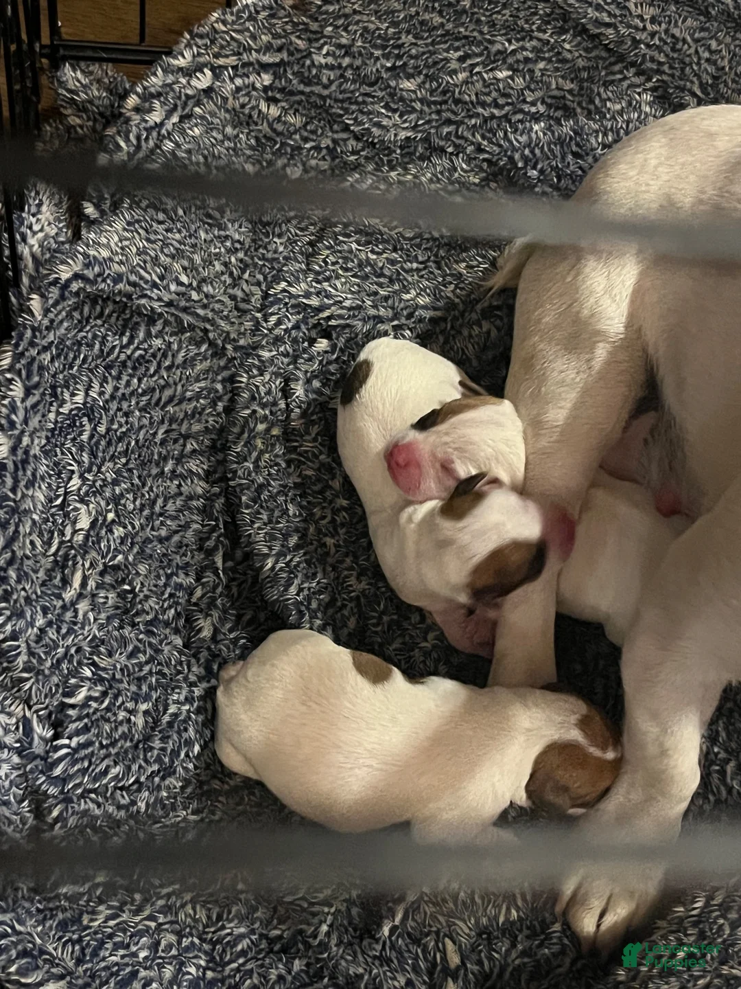 Jack Russell Terrier dogs for sale: Jack Russell Terrier 1 - Ad 2