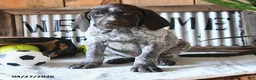 German Shorthaired Pointer dogs for sale: Bandit - Ad 3
