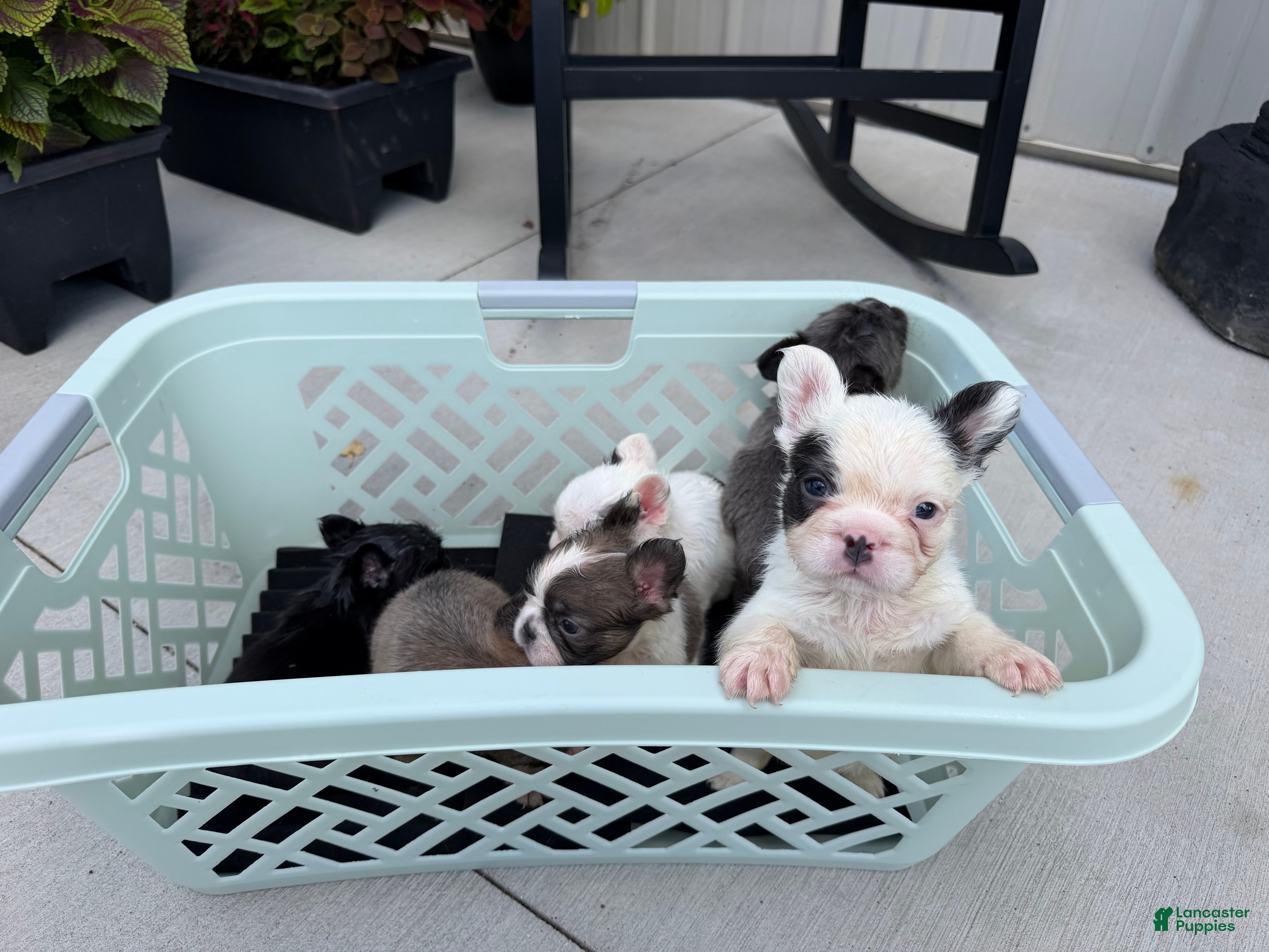 French Bulldog dogs for sale: French Bulldog 5 - Ad 2