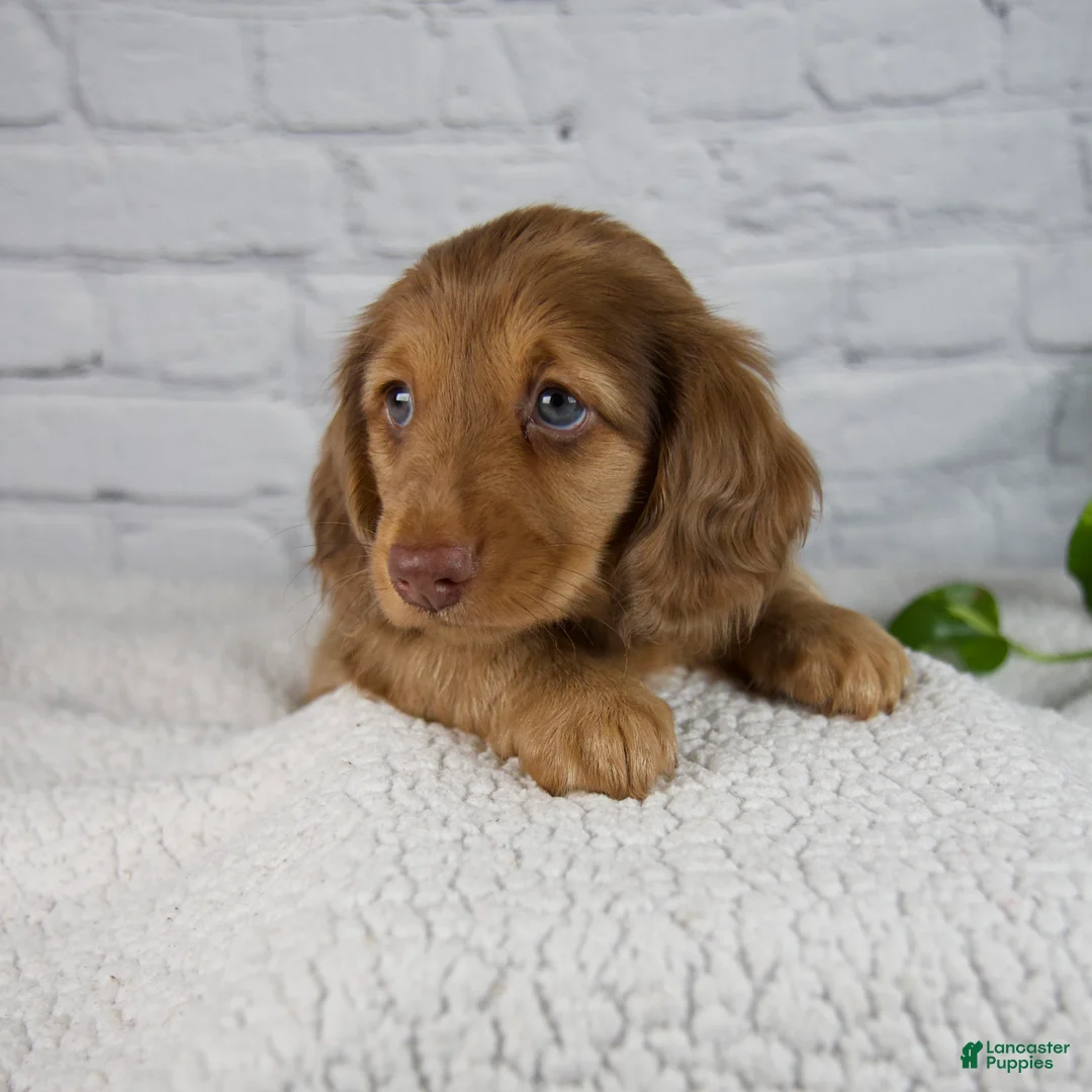 Miniature Dachshund dogs for sale: Anson - Ad 2