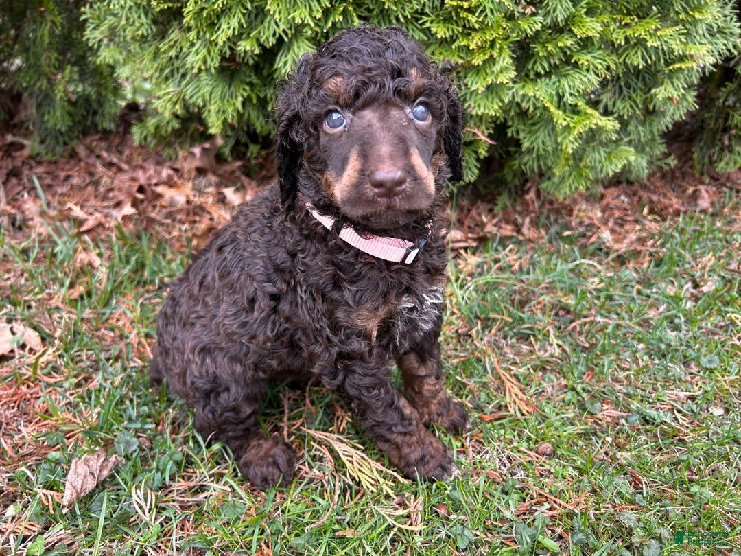 Standard Poodle dogs for sale: ⚓️Lagoon-AKC Standard🐩 - Ad 2