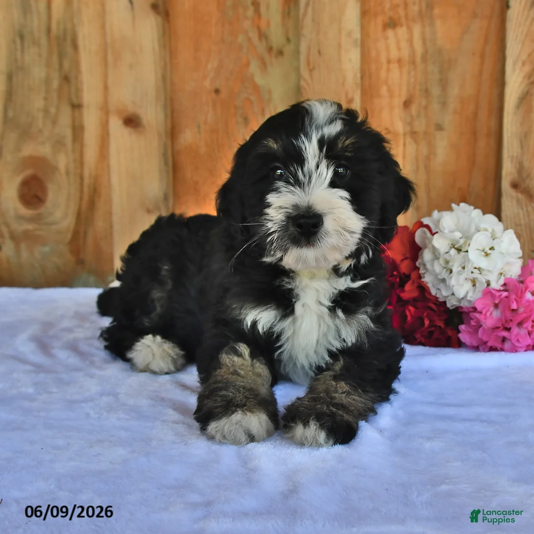 Bernedoodle dogs for sale: Molly - Ad 5