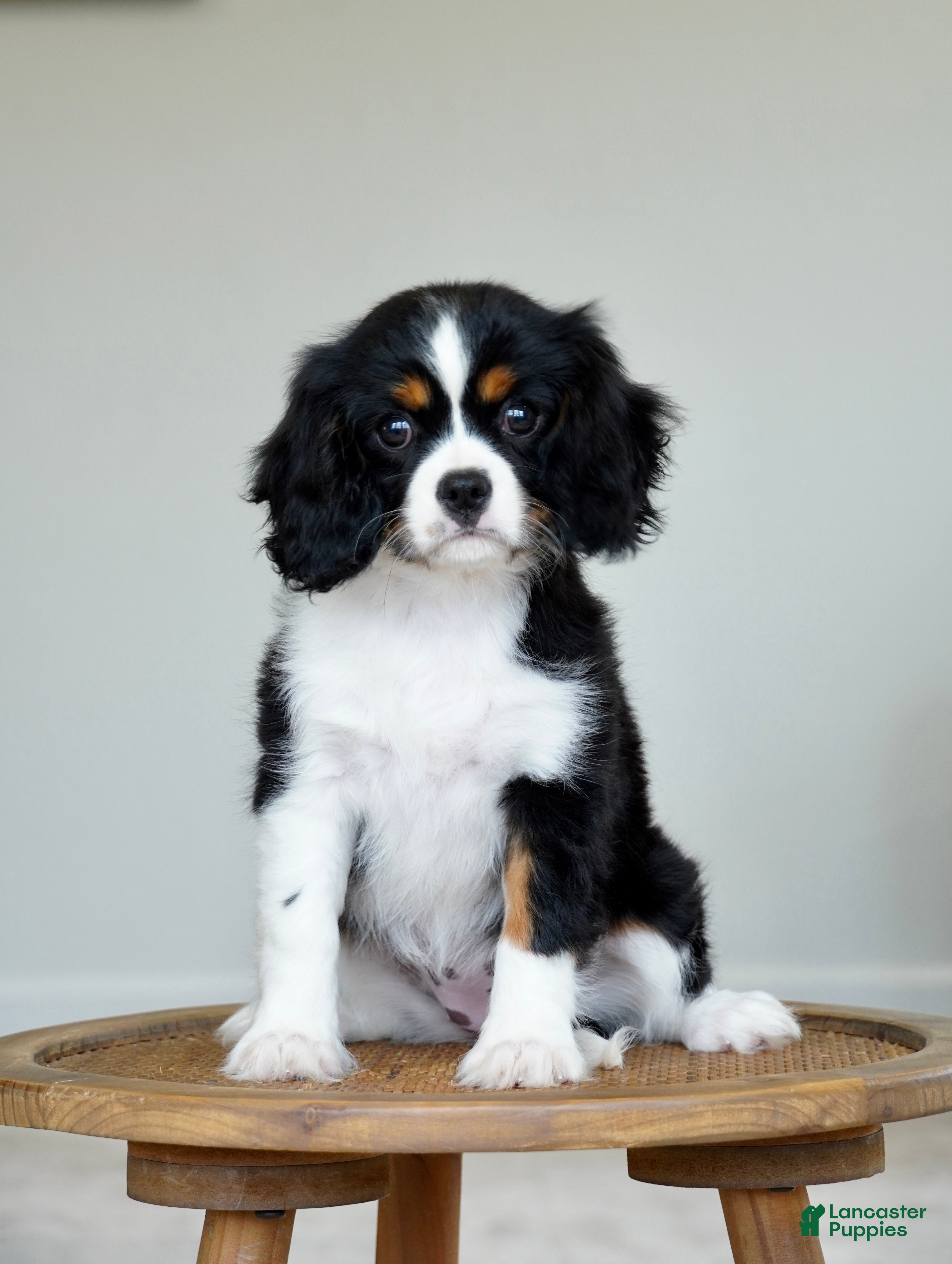Cavalier King Charles Spaniel dogs Molly - Ad 1