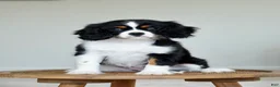 Cavalier King Charles Spaniel dogs for sale: Molly - Ad 1