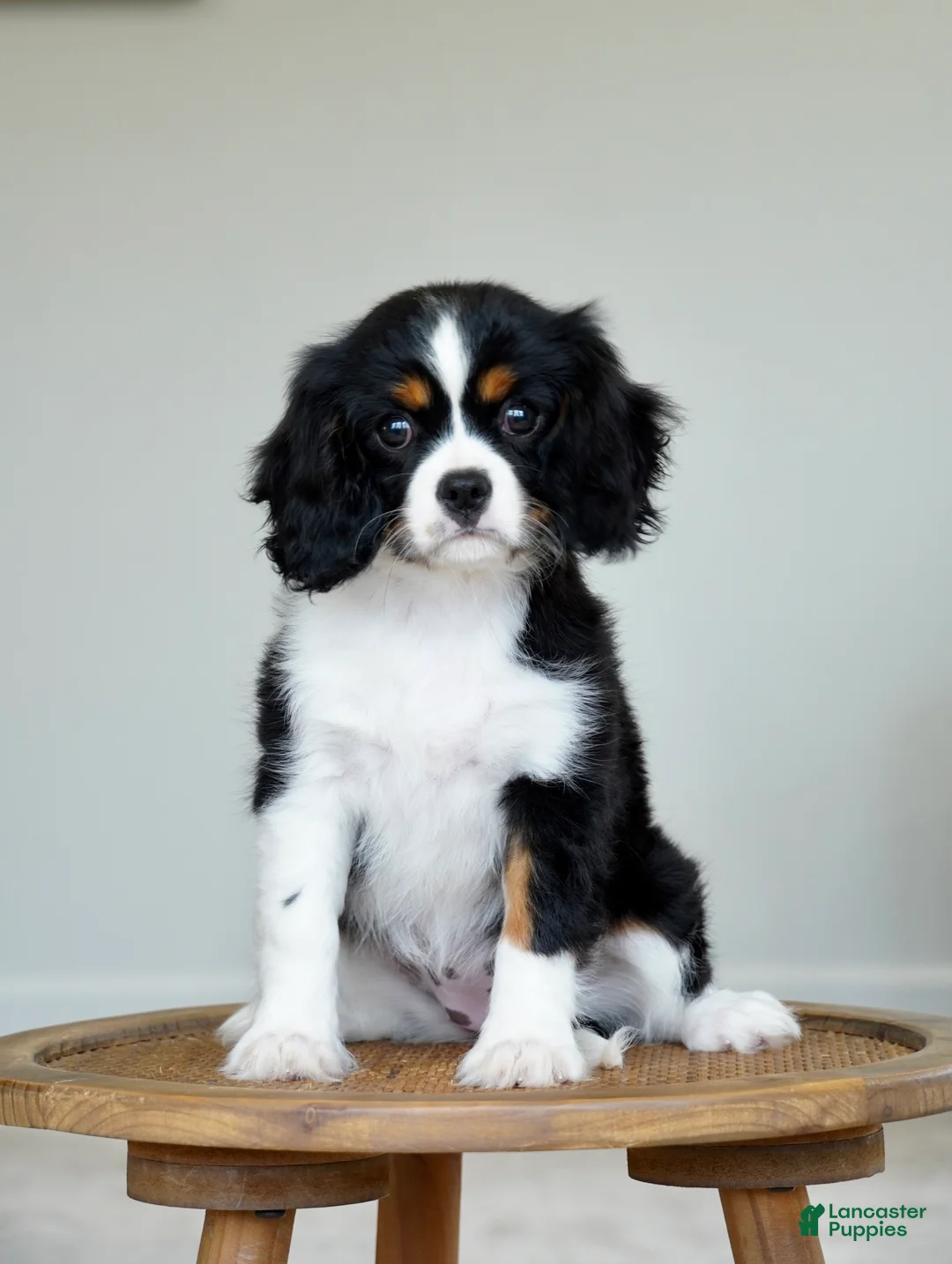 Cavalier King Charles Spaniel dogs for sale: Molly - Ad 1