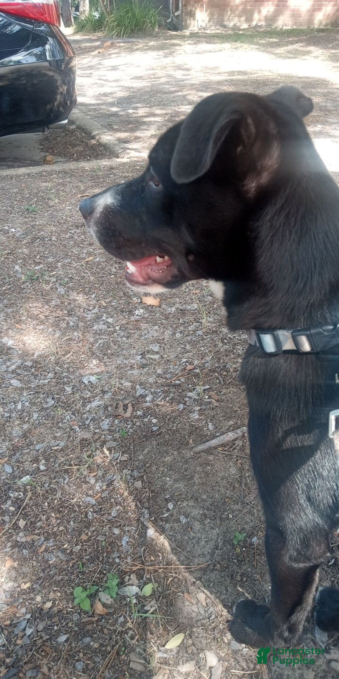 Mixed Breed dogs for sale: Mixed Breed Puppy 1 - Ad 2