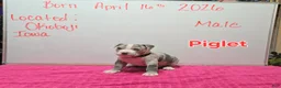 American Bully dogs for sale: American Bully Puppy 11 - Ad 2