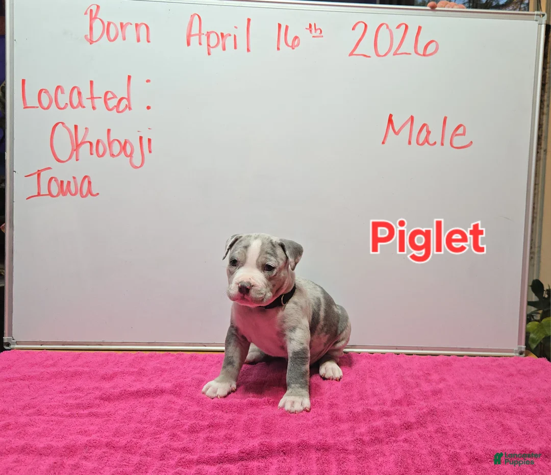 American Bully dogs for sale: American Bully Puppy 11 - Ad 2