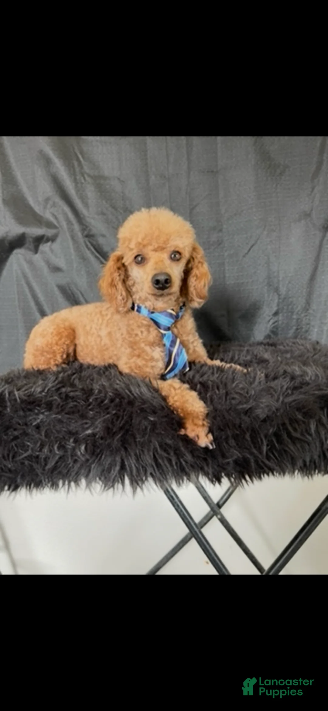 Miniature Poodle dogs for sale: Akc Clear genetics Proven Red Boy - Ad 4