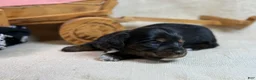 Miniature Dachshund dogs for sale: Black girl - Ad 15