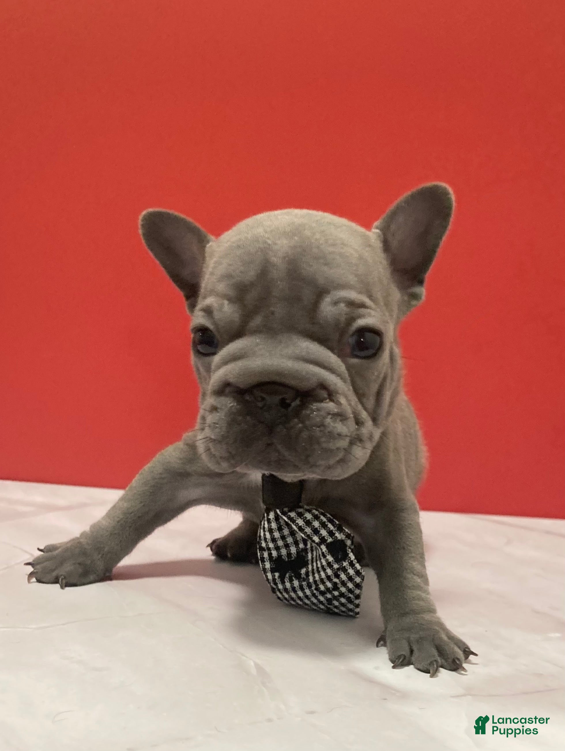 French Bulldog dogs Bam Bam - Ad 3