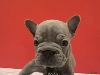 French Bulldog dogs Bam Bam - Ad 14