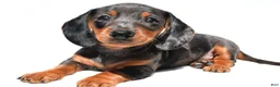 Dachshund dogs for sale: Ronnie - Ad 5
