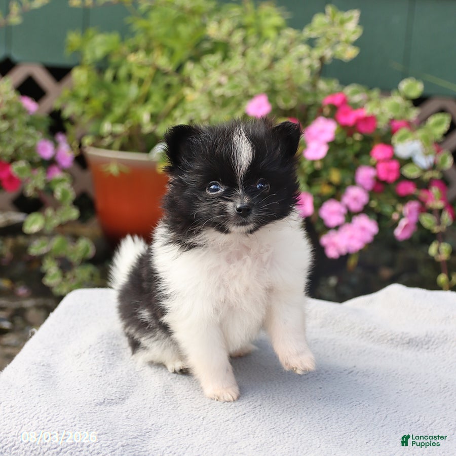 Pomeranian dogs Tootsie - Ad 2
