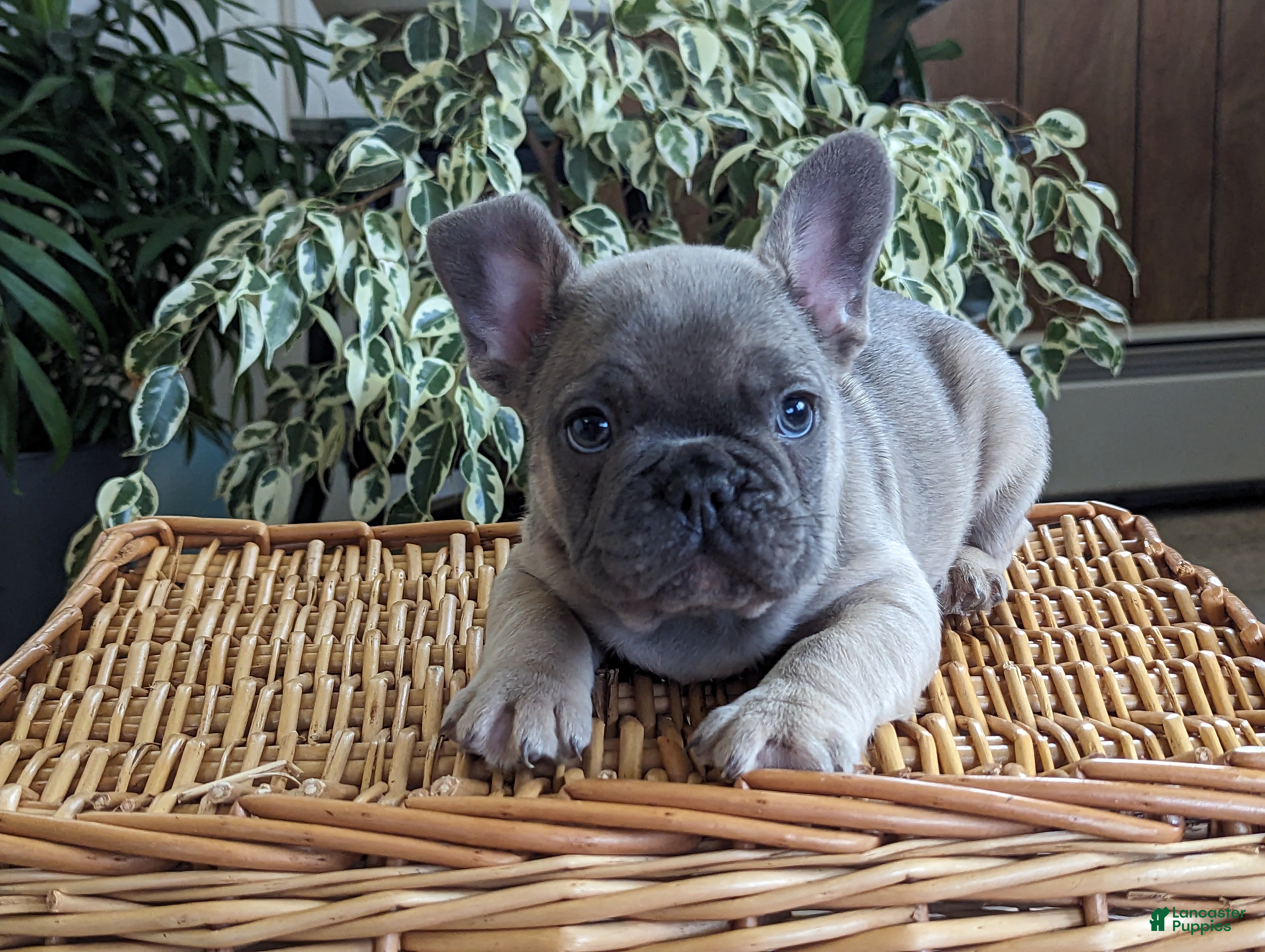 French Bulldog dogs for sale: Sparkle - Ad 3