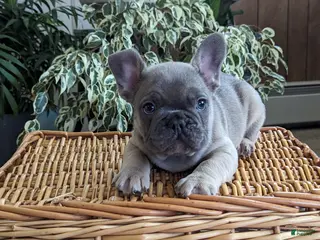 French Bulldog dogs Sparkle - Ad 1