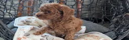 Toy Poodle dogs for sale: Waneta - Ad 3