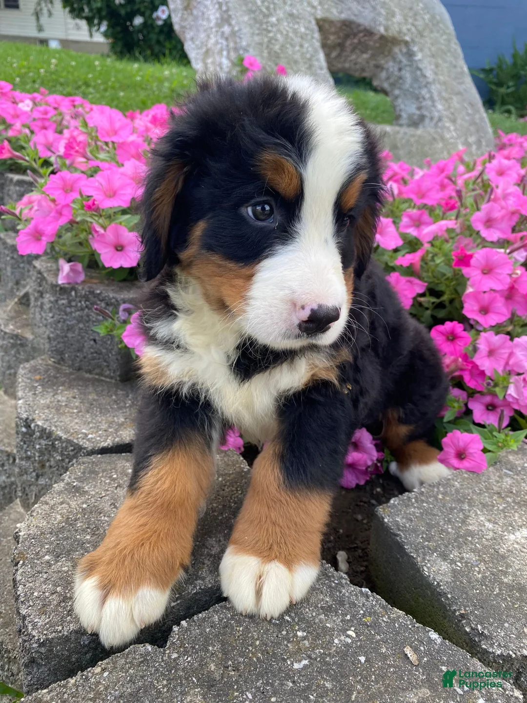 Bernese Mountain Dog dogs for sale: Rusty - Ad 13