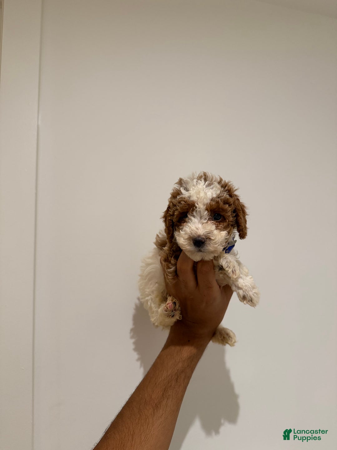 Toy Poodle dogs for sale: Blueberry  - Ad 2