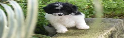 Bichpoo dogs for sale: Mr Dane - Ad 4