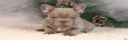 French Bulldog dogs for sale: Brent - Ad 2